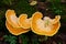 Sulphur Shelf fungi