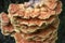 Sulphur Shelf(Laetiporus sulphureus) polypore fungs closeup