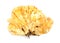 Sulphur shell chicken mushroom Laetiporus sulphure