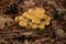 Sulphur tuft or clustered woodlover mushroom in the forest during Autumn.