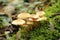 Sulphur tuft or clustered woodlover mushroom in the forest during Autumn n the Schollenbos in Capelle aan den IJssel.