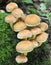 Sulphur Tuft Fungi