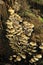 Sulphur Tuft Fungi - Hypholoma fascicular