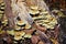 Sulphur Tuft Hypholoma fasciculare, clustered woodlover,