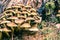 Sulphur tuft Hypholoma fasciculare mushrooms