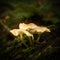 Sulphur Tuft mushrooms grow from a rotting log in woodland