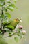 Sulphur-winged parakeet eating an apple