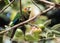 Sulphur-winged Parakeet Pyrrhura hoffmanni,Panama