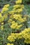 Sulphurflower buckwheat, Eriogonum umbellatum, flowering plants