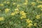 Sulphurflower buckwheat, Eriogonum umbellatum var. modocense, yellow flowering plants
