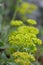 Sulphurflower buckwheat Eriogonum umbellatum var. umbellatum, yellow buds