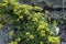 Sulphurflower buckwheat Eriogonum umbellatum var. umbellatum, with yellow flowers in a garden