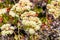Sulphurflower buckwheat flowers Eriogonum umbellatum, Yellowstone National Park
