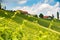 Sulztal, Styria / Austria - 2 June 2018: Vineyards Sulztal Leibnitz area famous destination wine street area south Styria , wine
