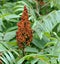 Sumac