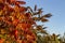 Sumac On The Background Of The Autumn Sky