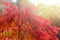 Sumac branches with bright red autumn leaves in backlit