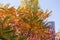 Sumac branches with varicolored autumn leaves in public garden