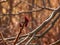 Sumac with deer antlers in early spring. Large branches of Rhus typhina L with last year\\\'s bright red fruits