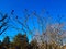 Sumac deer-horned in early spring in the city park. Large crown of Rhus typhina L with last year\\\'s bright red fruits