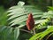 Sumac flower on tree