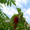 Sumac plant grows on branches.
