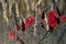 Sumac with red leaves in autumn.