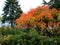 Sumac vinegar tree in the autumn garden, background image