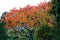 Sumac vinegar tree in the autumn garden, background image