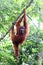 Sumatra Orangutan Hanging out