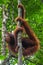 Sumatra orangutan hanging in a tree