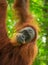 Sumatra orangutan hanging in a tree looking towards the camera