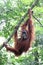 Sumatra Orangutan Mother