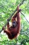 Sumatra Orangutan Mother