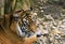 Sumatra Tiger / Panthera tigris sumatrae/
