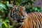 Sumatra tiger portrait close up while looking at you