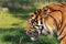 Sumatra tiger up close