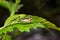 Sumatra yellow bush cricket on a leaf