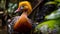 Sumatraism-inspired Orange Bird: A Captivating Harpia Harpyja In Brazilian Zoo