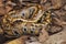 Sumatran blood python / Python brongersmai