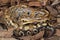Sumatran blood python / Python brongersmai