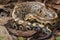 Sumatran blood python / Python brongersmai