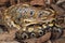 Sumatran blood python / Python brongersmai