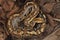 Sumatran blood python / Python brongersmai