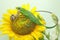 A Sumatran bloodsucker lizard looking for prey on a sunflower.