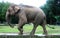 Sumatran elephant