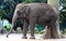 Sumatran elephant