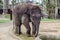 Sumatran elephant in Bali, Indonesia