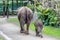 Sumatran elephant in Bali, Indonesia