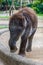 Sumatran elephant in Bali, Indonesia